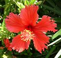 Hibiscus Red Single